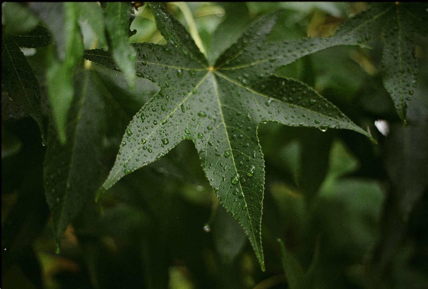 Wet maple leaf