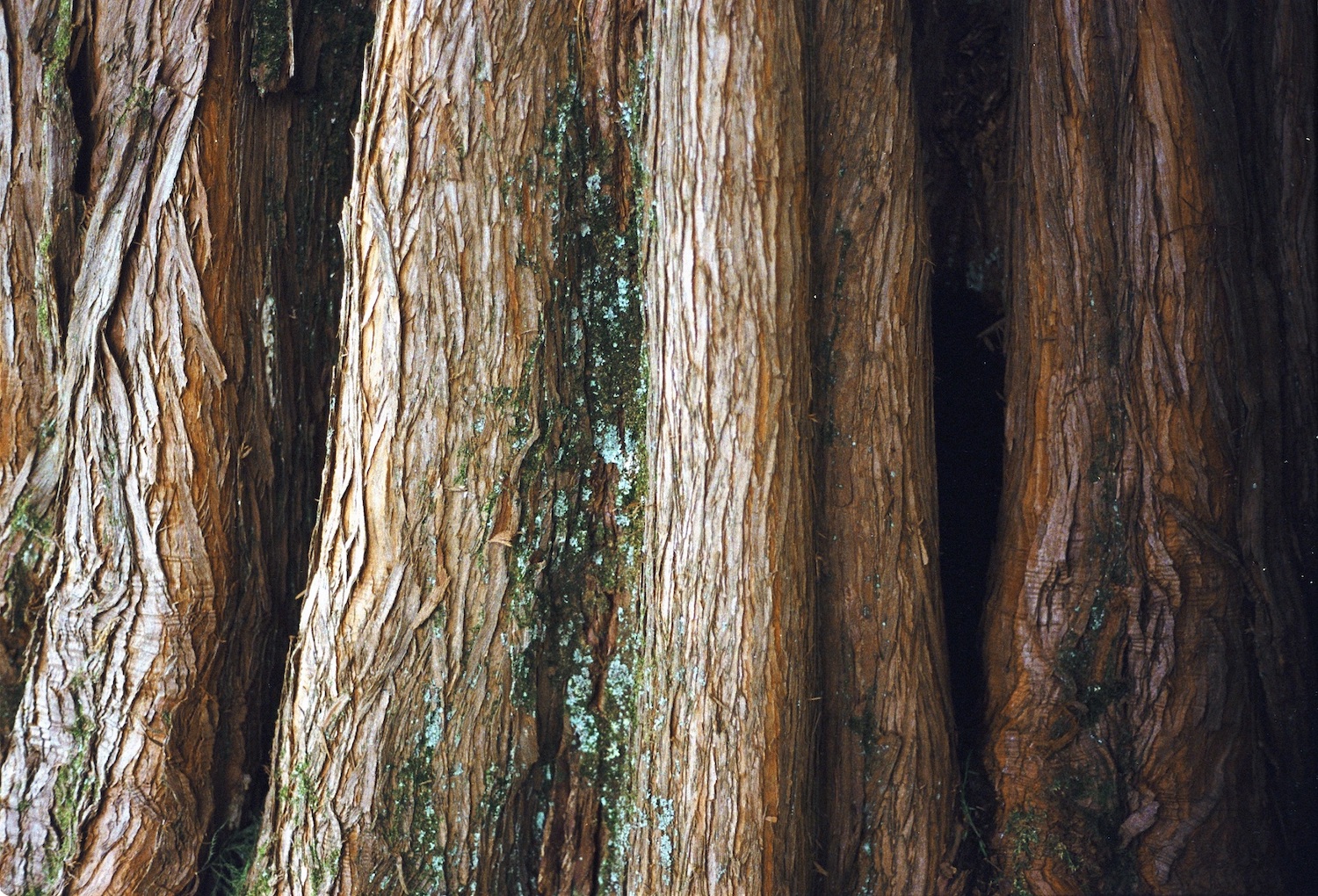 Tree trunk