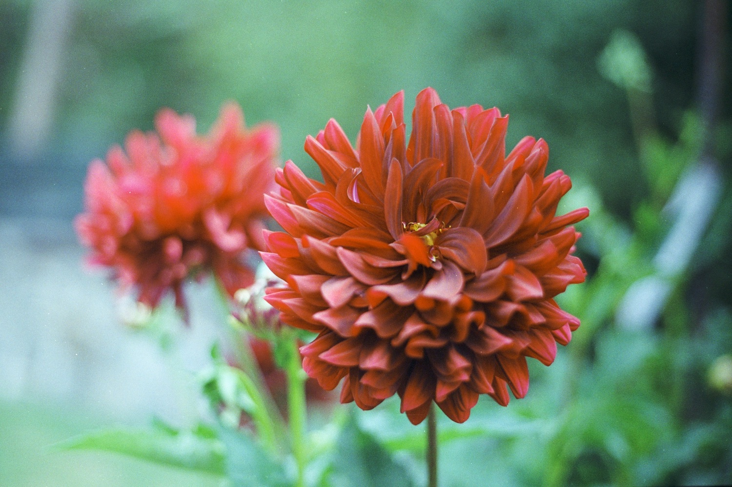 Red dahlia