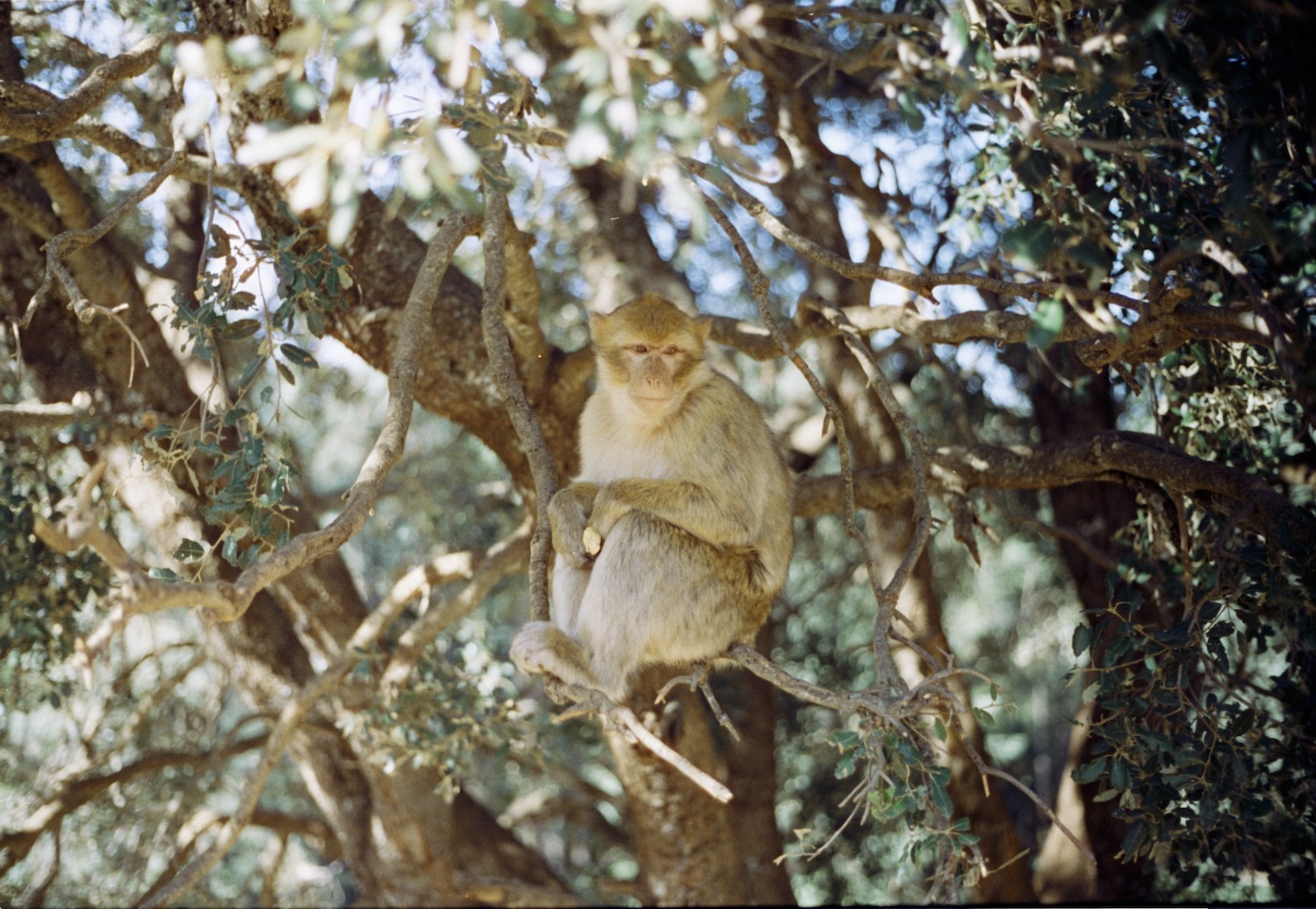 Monkey in a tree