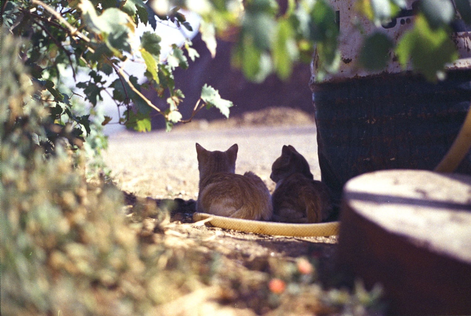 Two cats sitting together