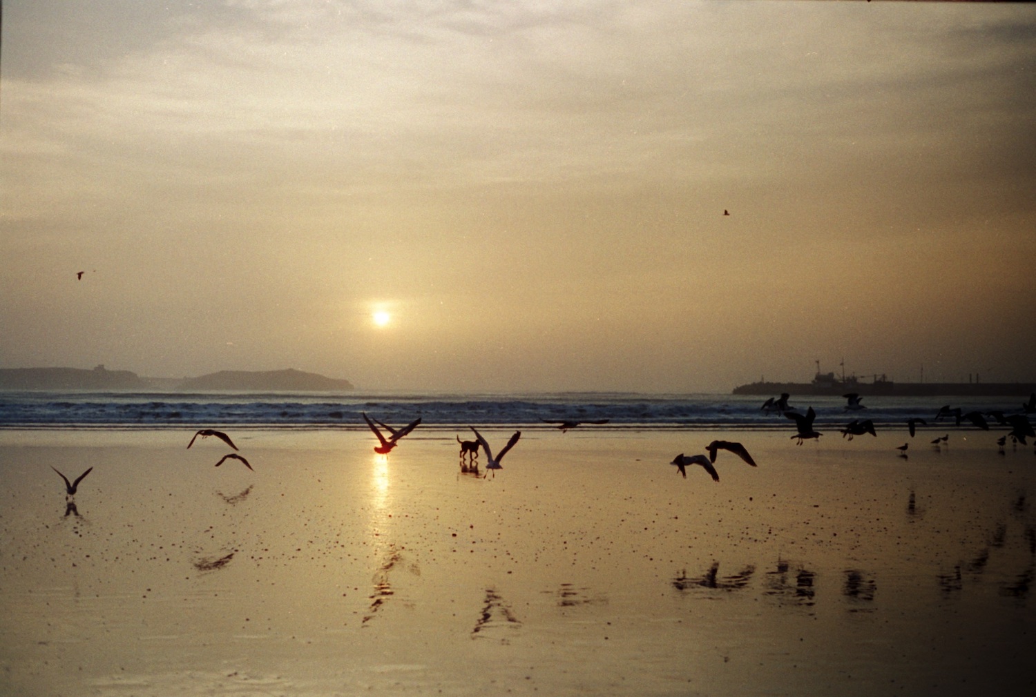 Shadows of birds and dog on beach