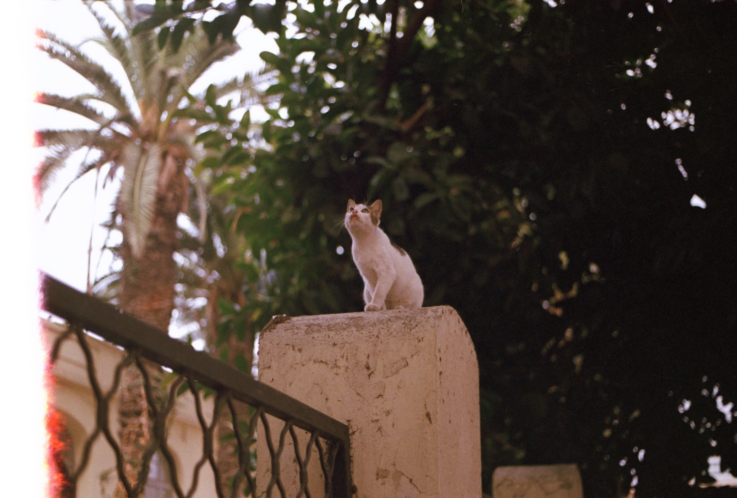 Cat on a pillar