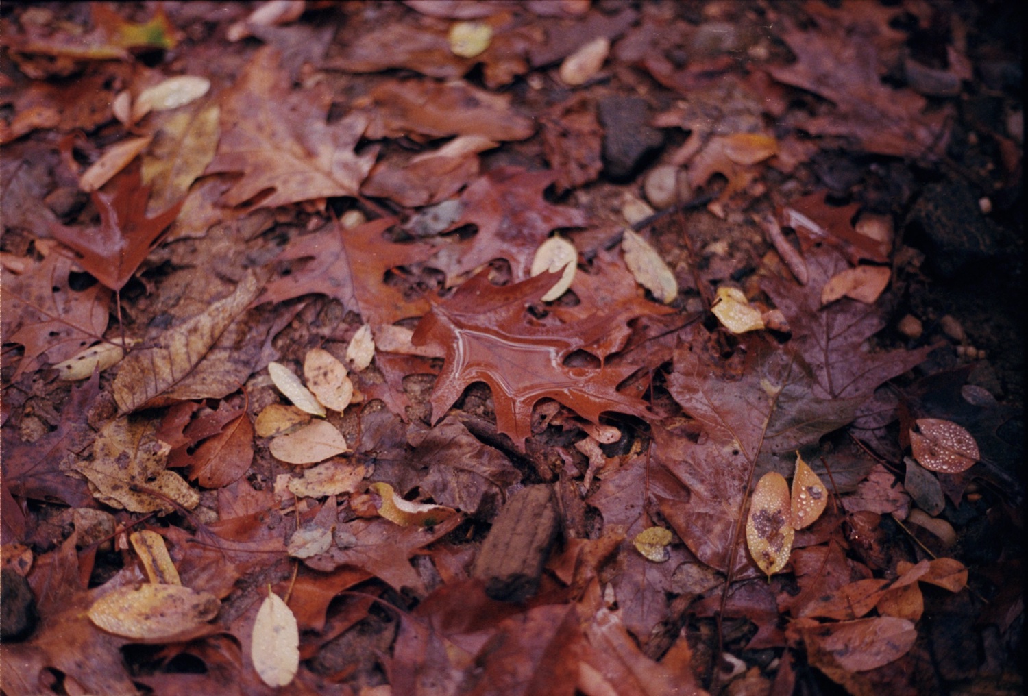 Autumn leaves