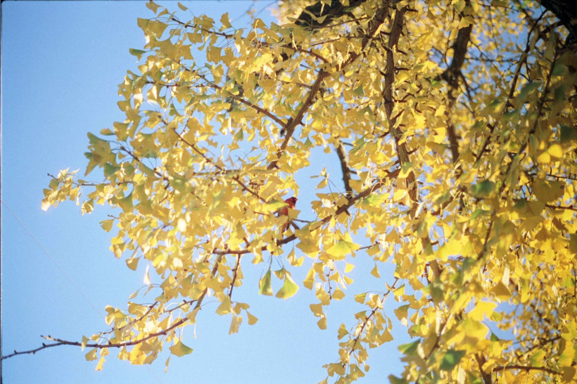 Gingko and bird