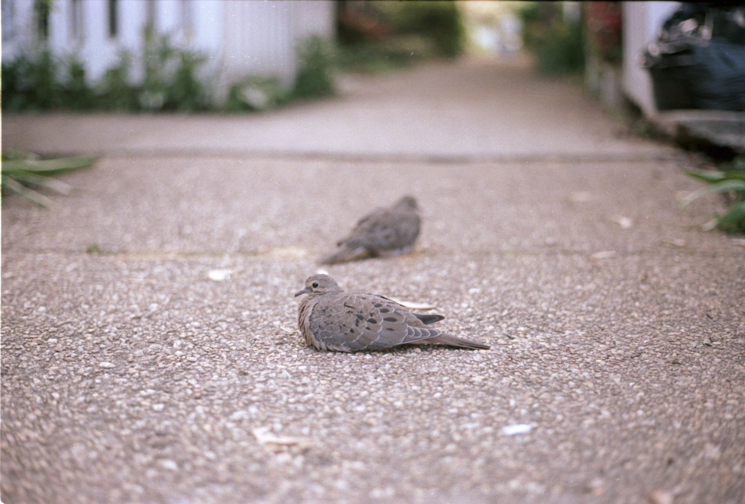 Mourning doves