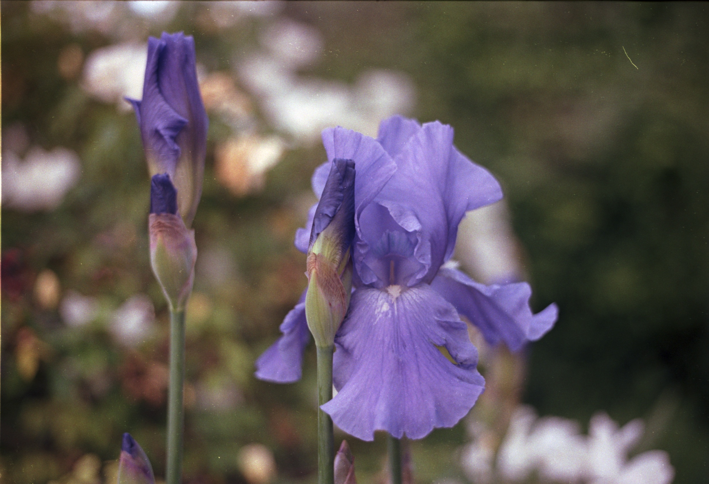 Open and closed irises