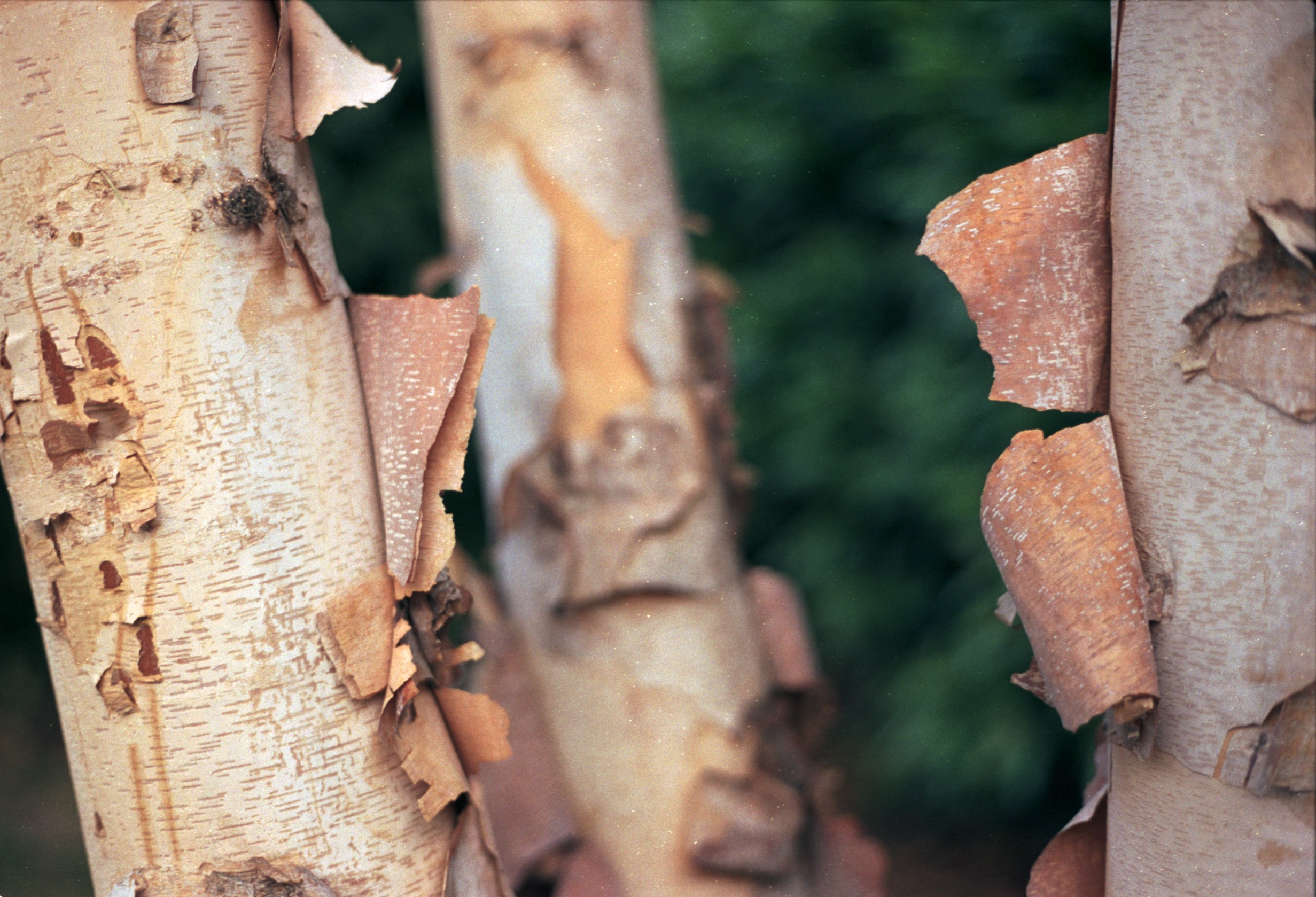 Peeling bark