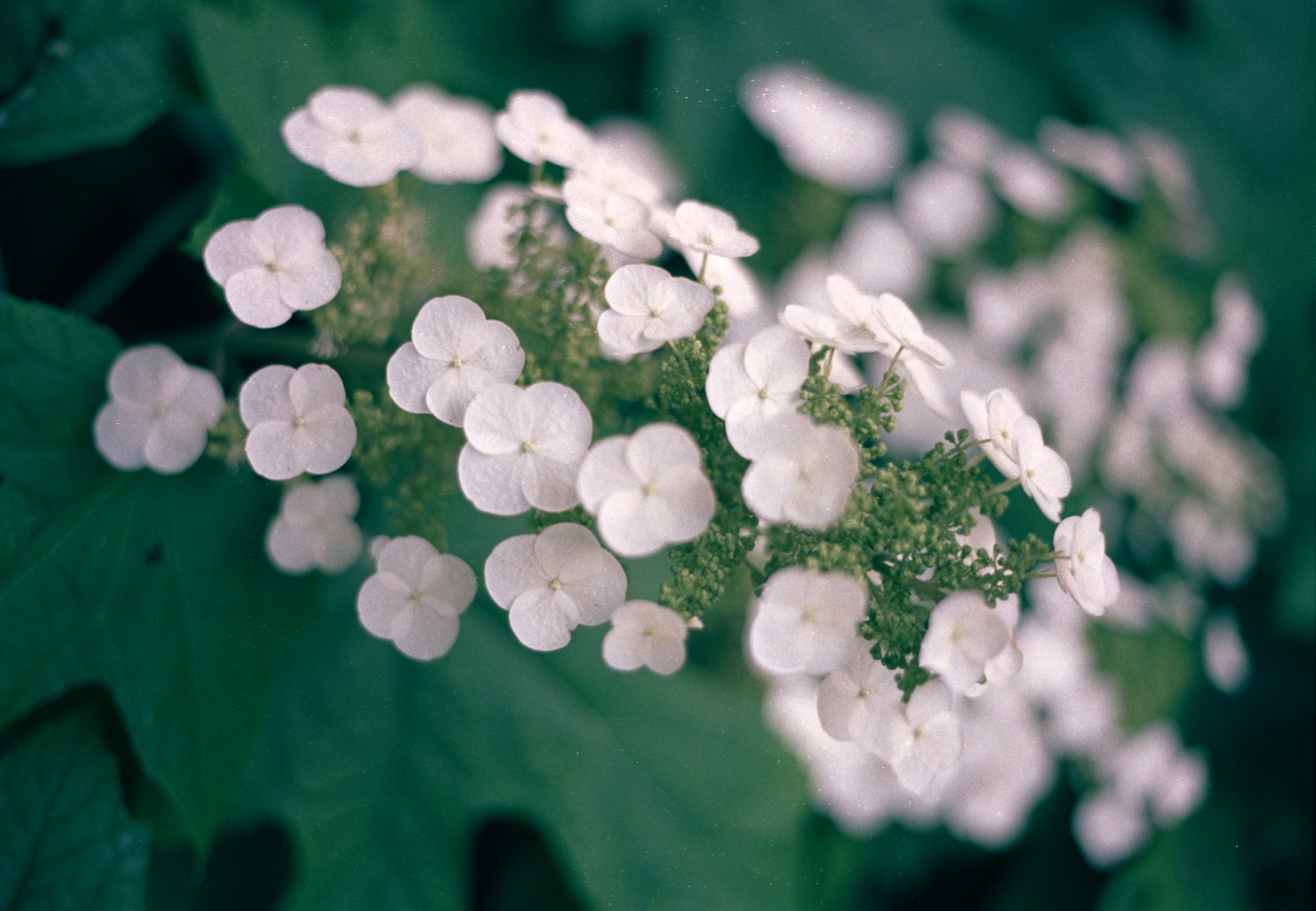 Small white flowers