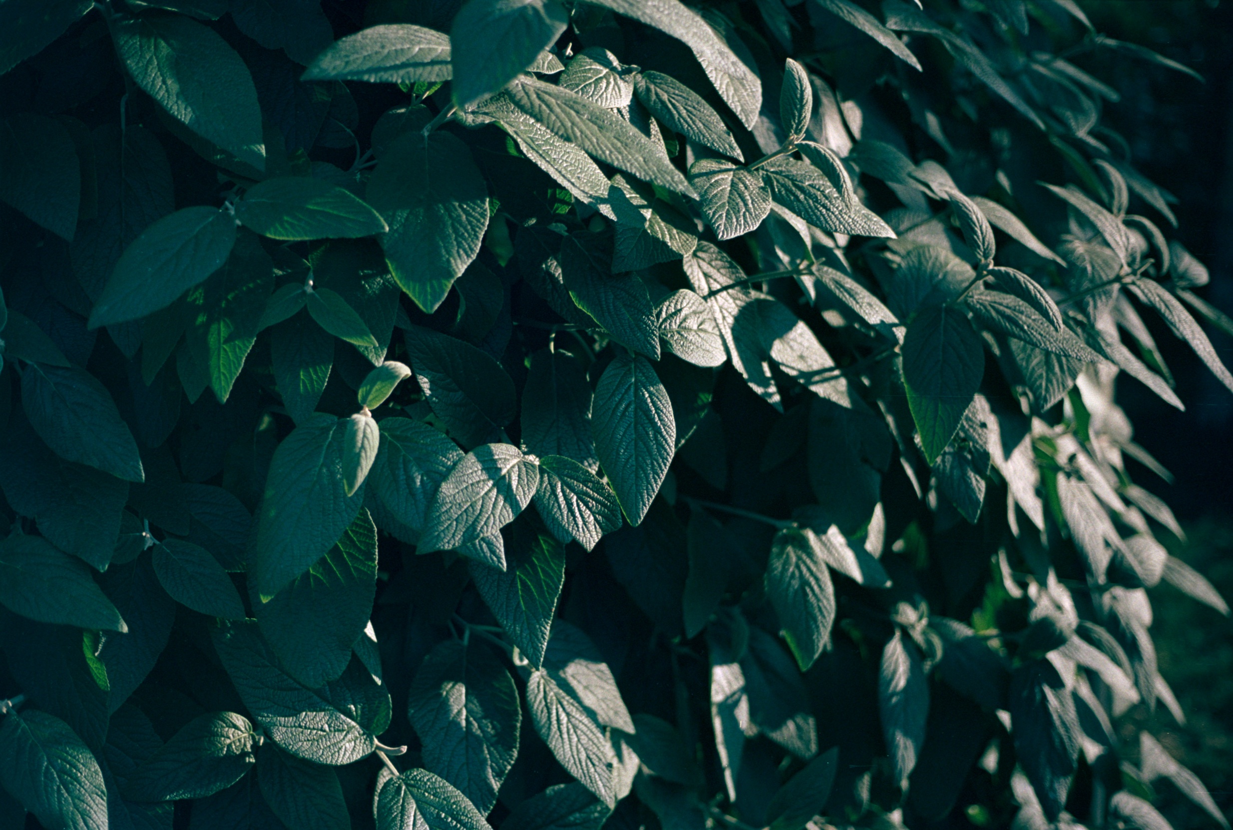 Leaves on a bush