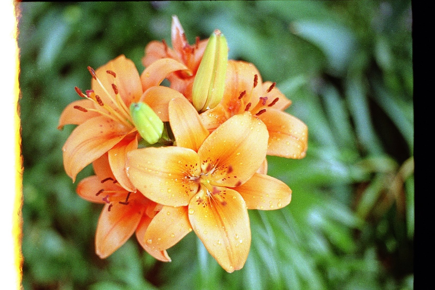 Orange lily