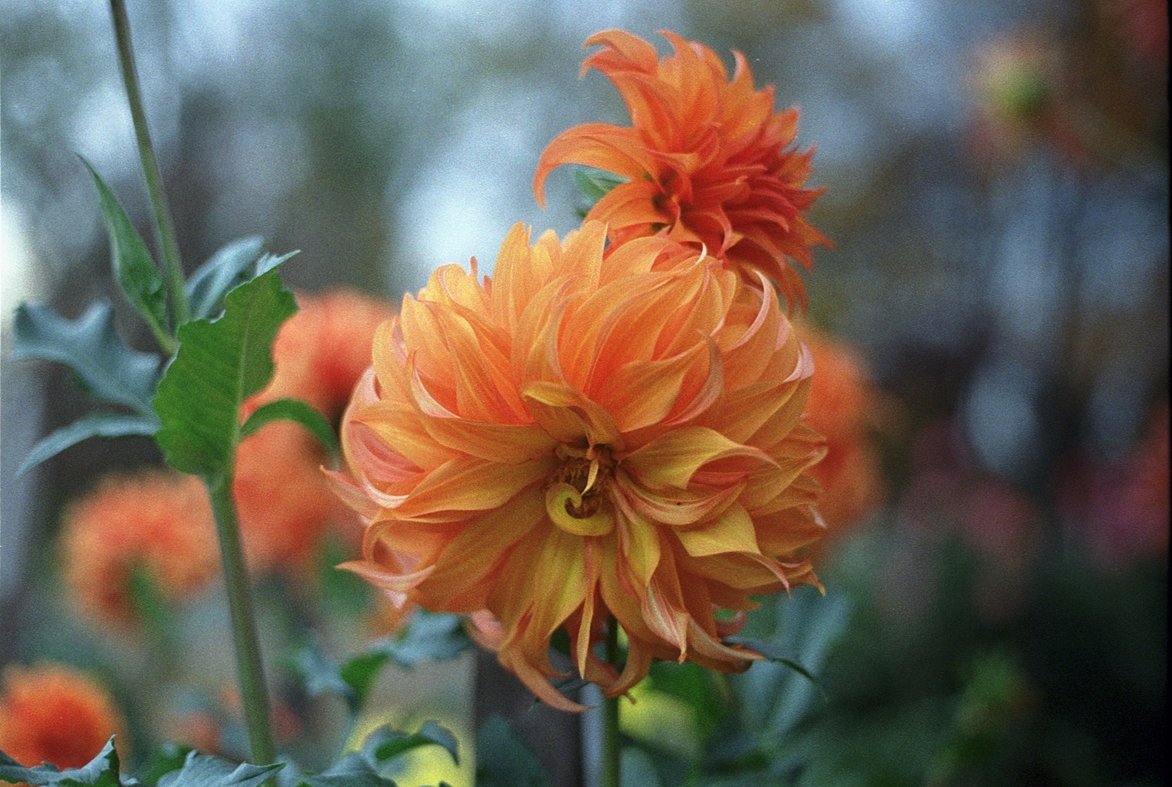 Orange dahlia