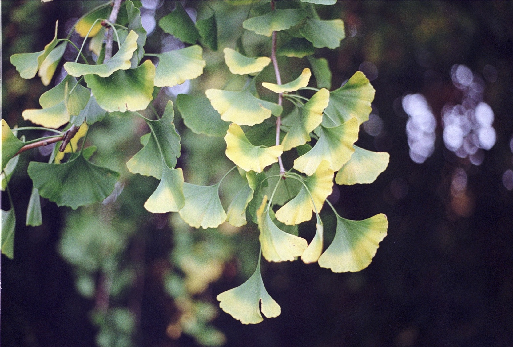 Gingko leaves