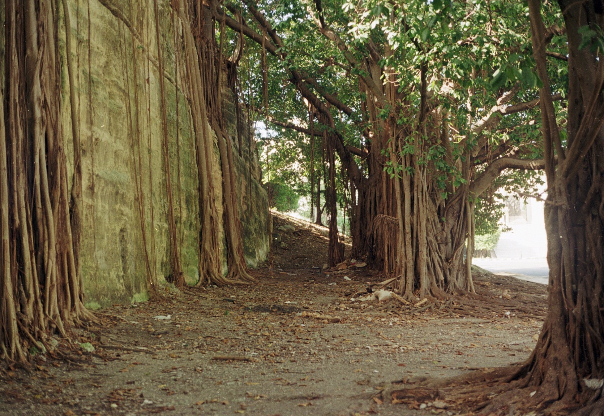 Trees in Cuba