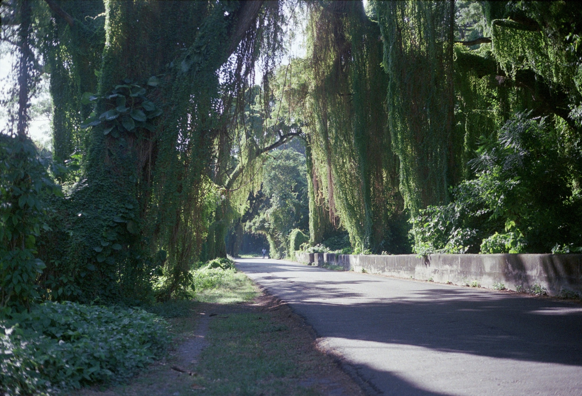 Thick vines hanging from trees