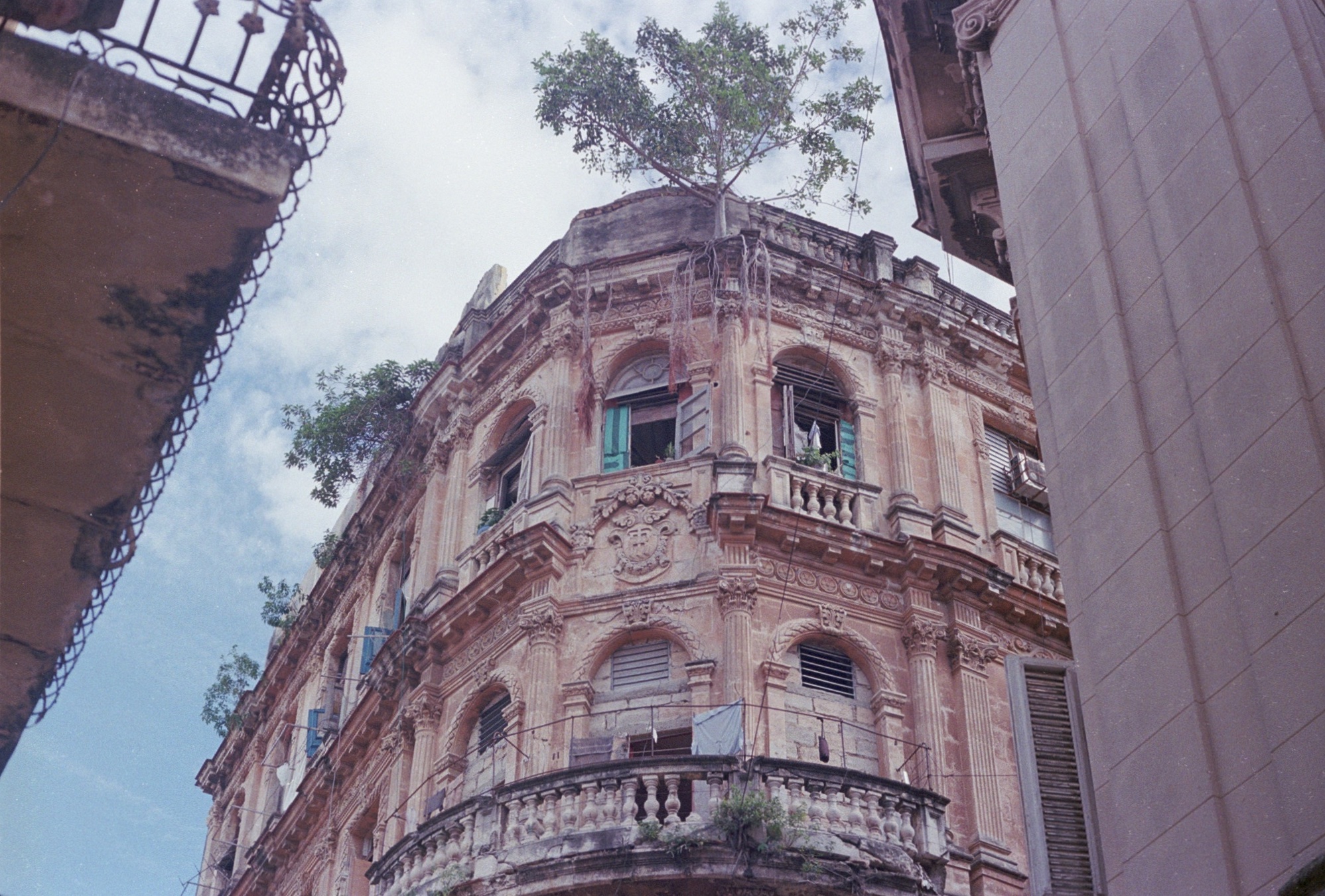 Trees growing on buildings