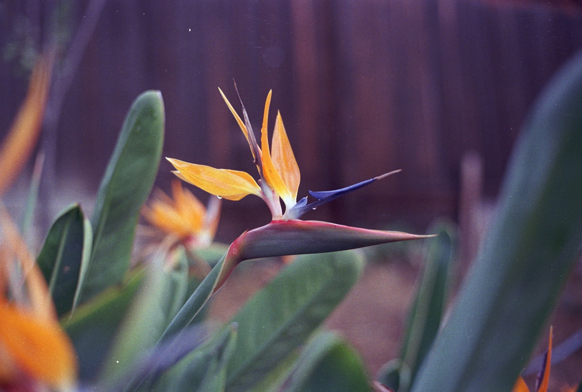 Bird of paradise