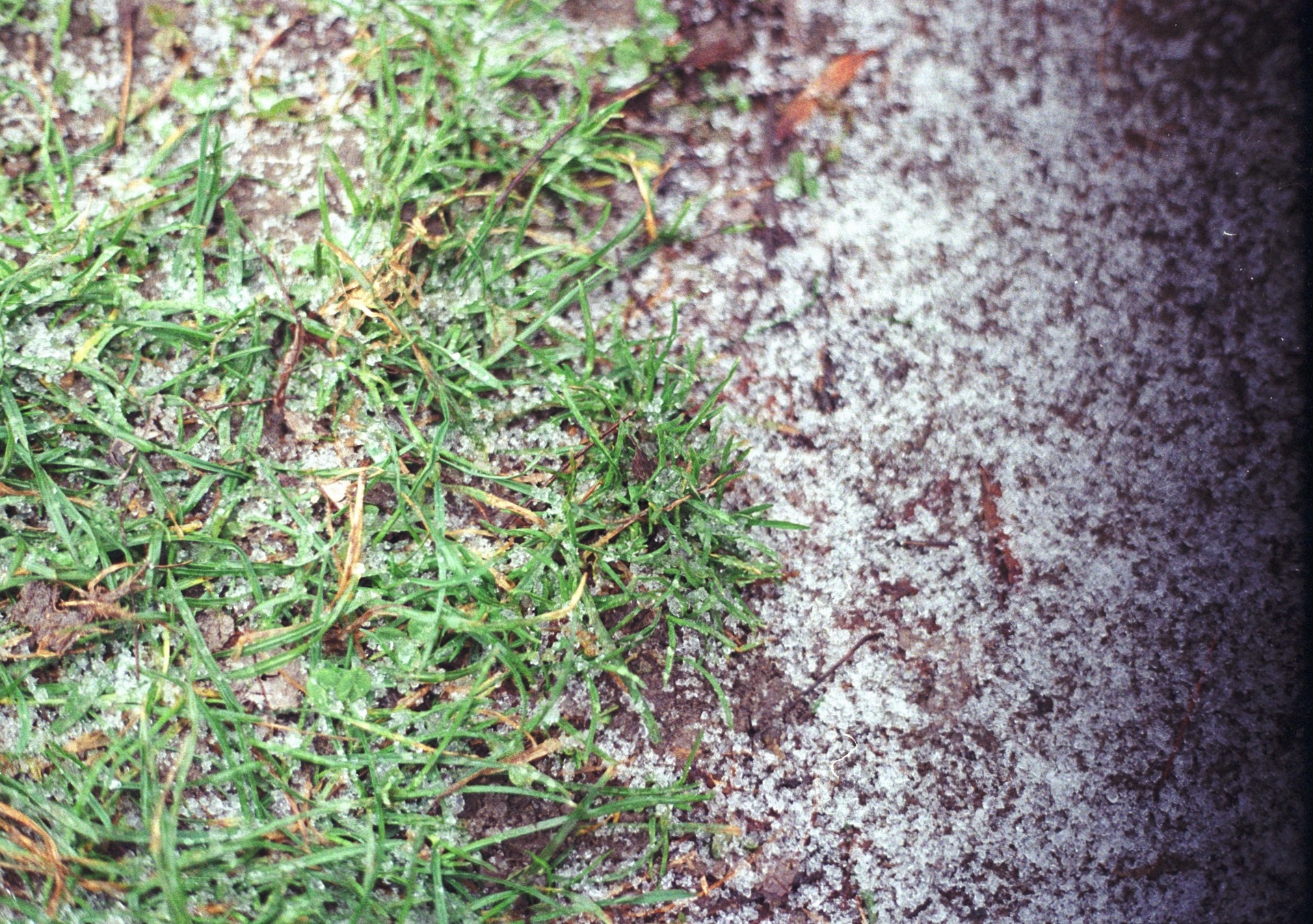 Grass and snow