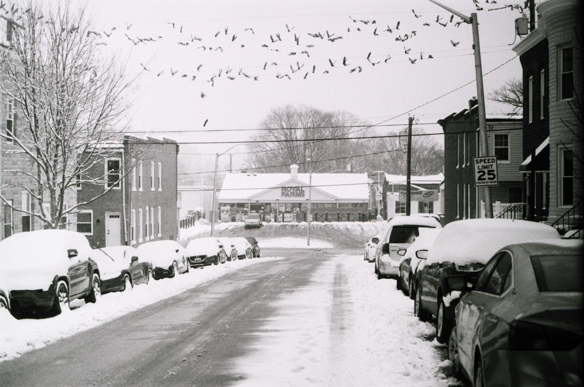 Royal Farms and birds