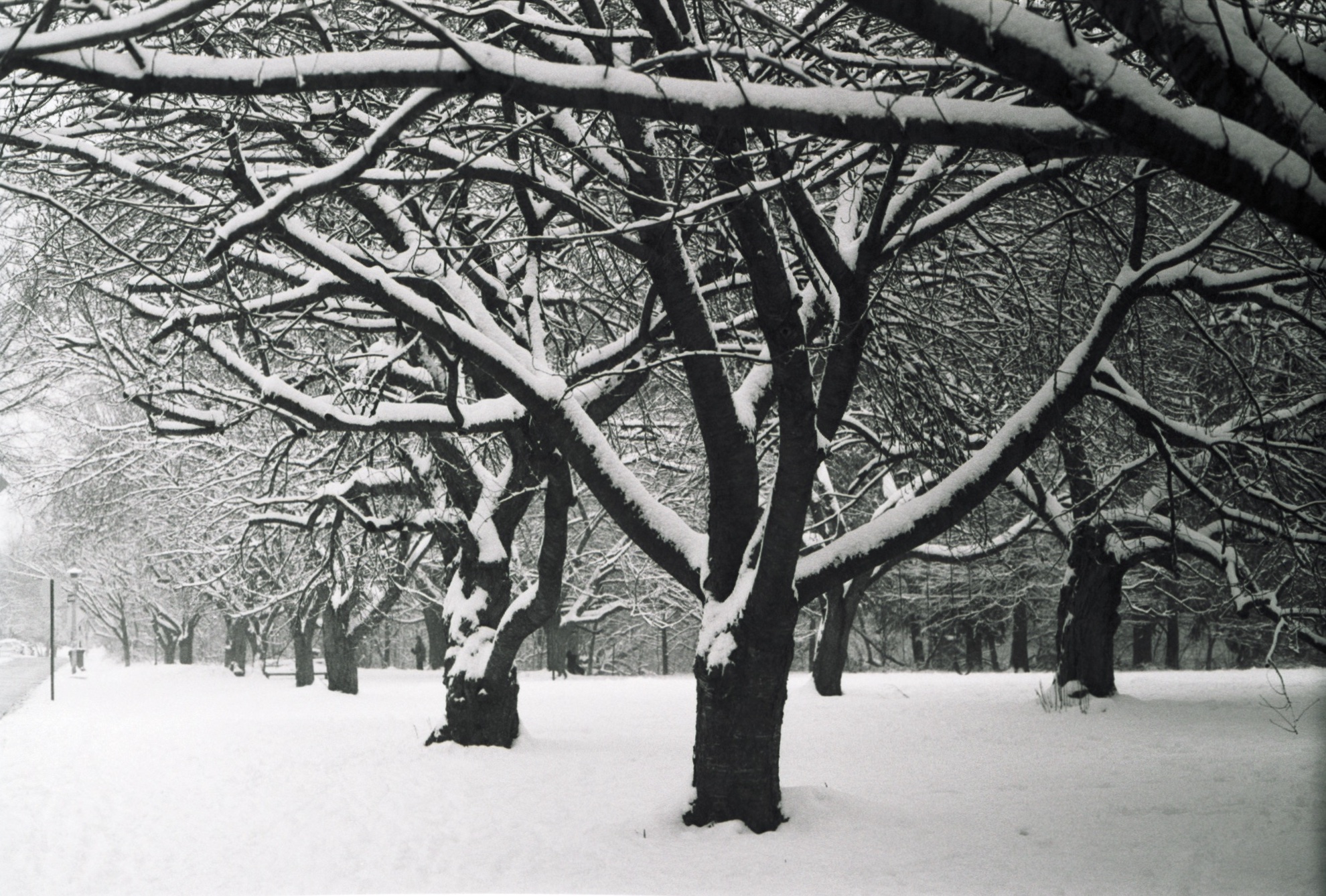 Snow on trees