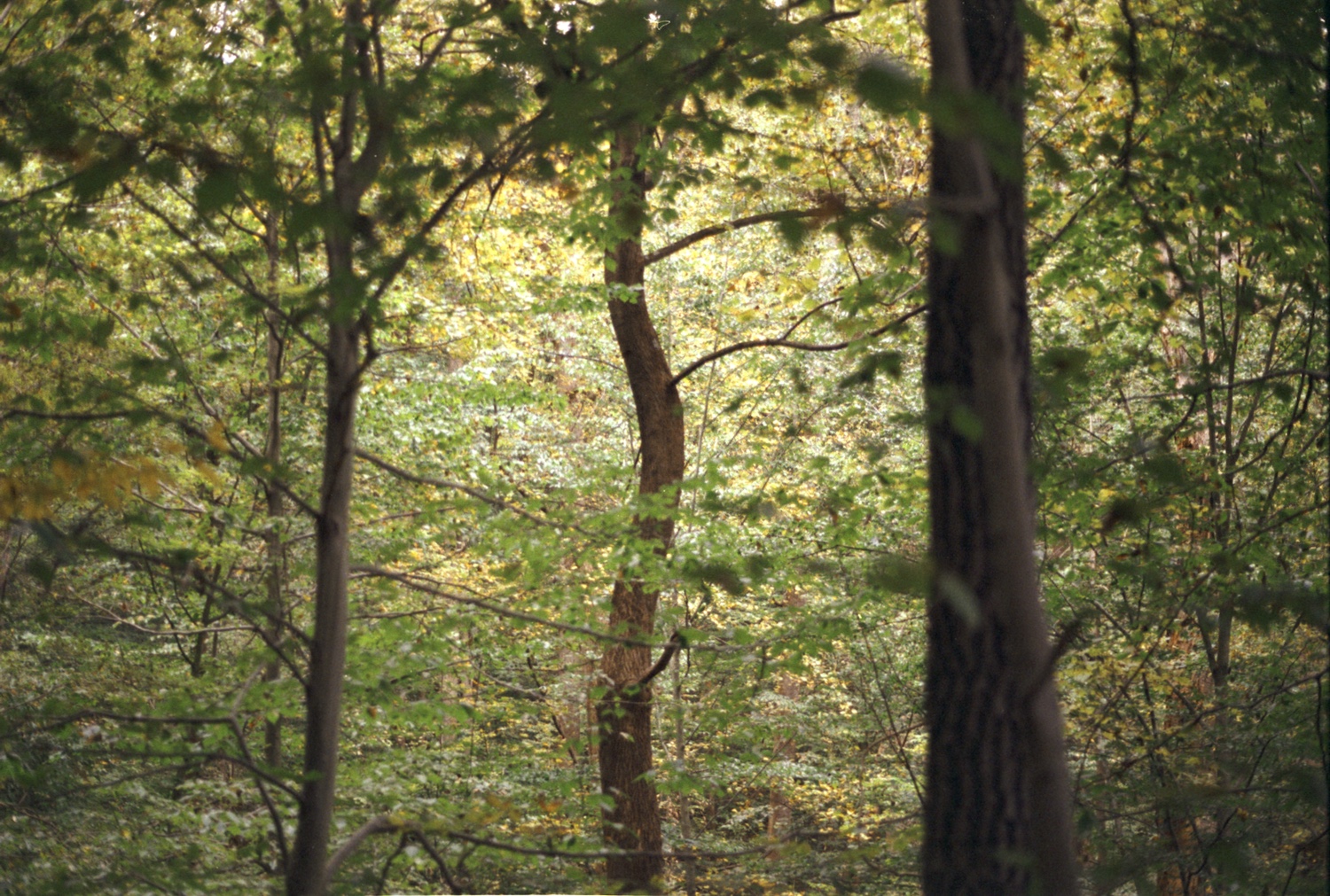 Curved tree